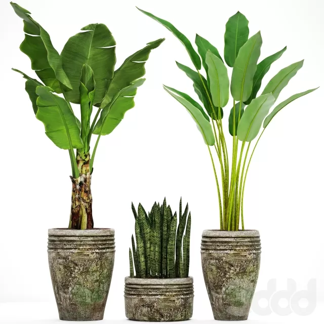 3DSKY PRO MODEL - PLANT 3D MODELS