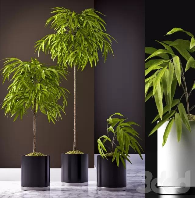 3DSKY PRO MODEL - PLANT 3D MODELS