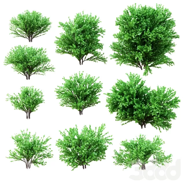 3DSKY PRO MODEL - PLANT 3D MODELS