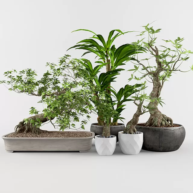 3DSKY PRO MODEL - PLANT 3D MODELS