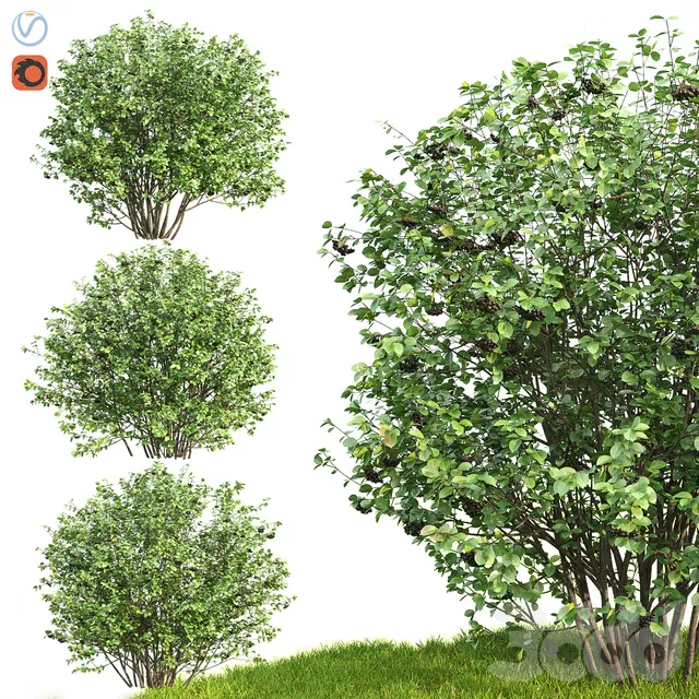 3DSKY PRO MODEL - PLANT 3D MODELS