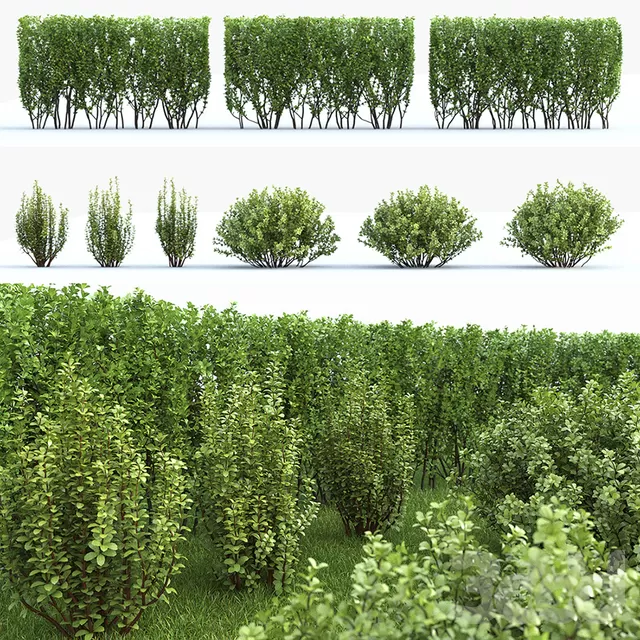 3DSKY PRO MODEL - PLANT 3D MODELS