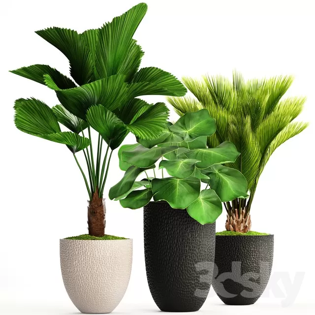 3DSKY PRO MODEL - PLANT 3D MODELS