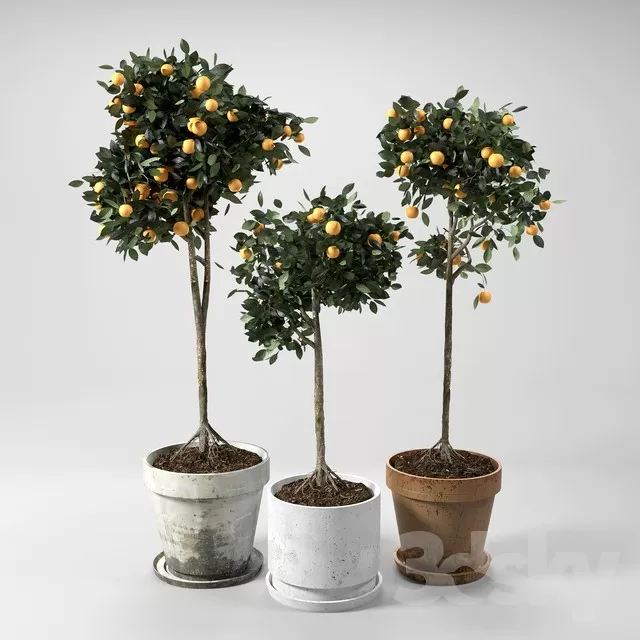 PLANT 3D MODELS – FLOWER 3D MODELS – 082