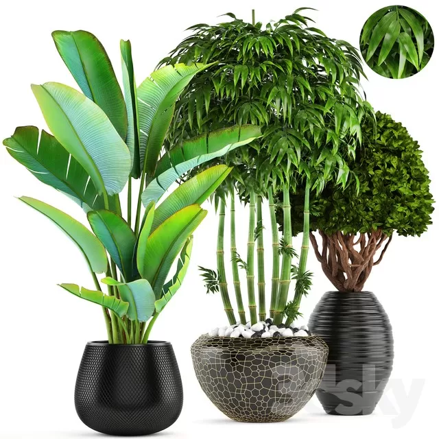 FLOWER - PLANT 3D MODELS