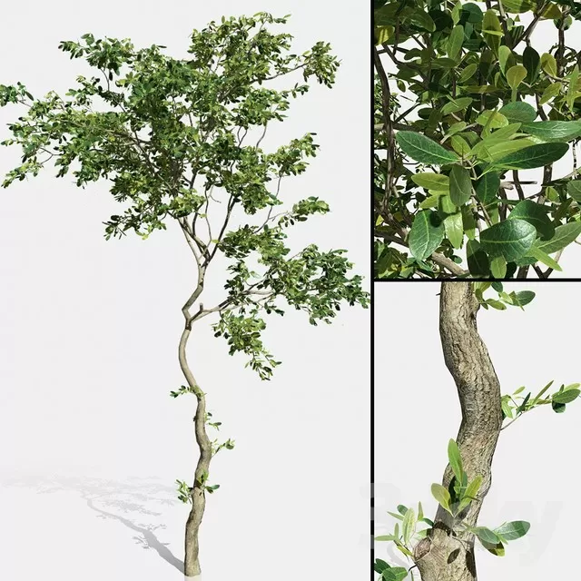 FLOWER - PLANT 3D MODELS
