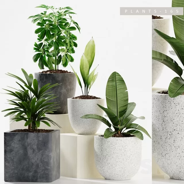 FLOWER - PLANT 3D MODELS