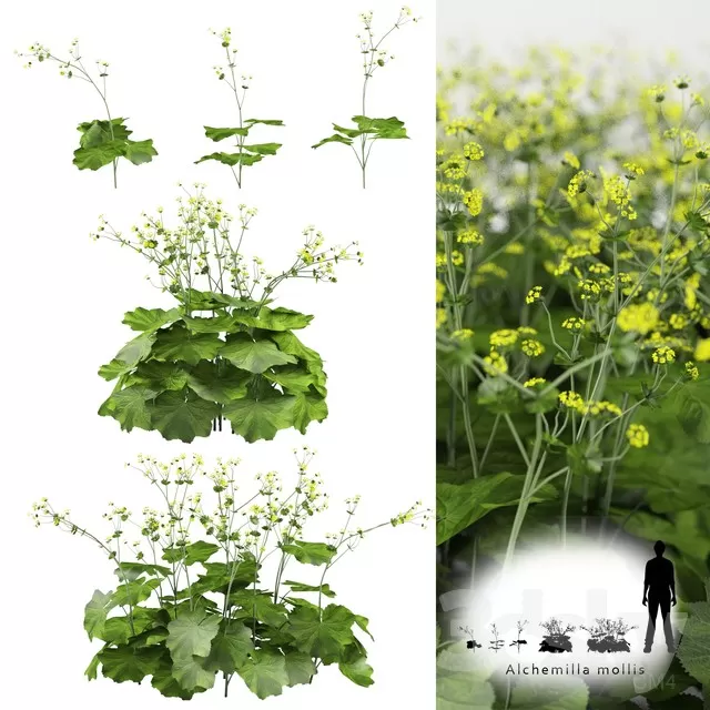 FLOWER - PLANT 3D MODELS