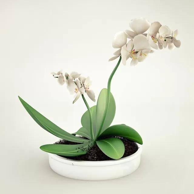 FLOWER - PLANT 3D MODELS