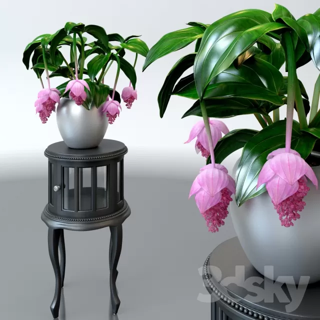 3DSKYFREE – FLOWER - PLANT 3DS MAX MODELS