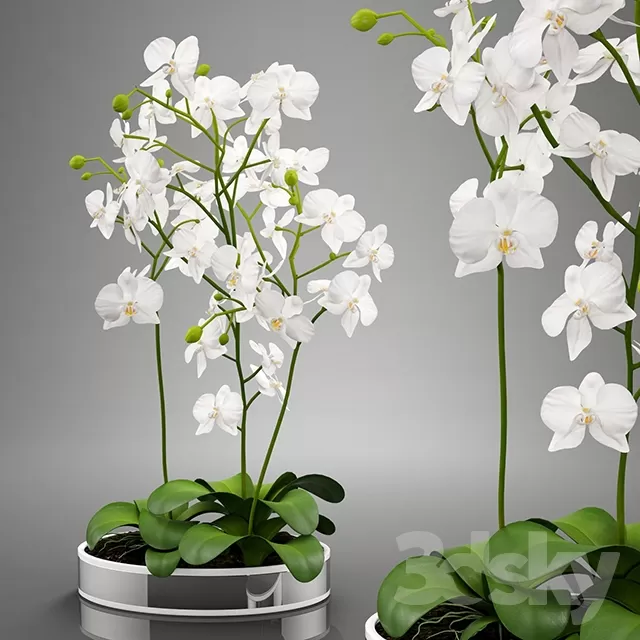 3DSKYFREE – FLOWER - PLANT 3DS MAX MODELS