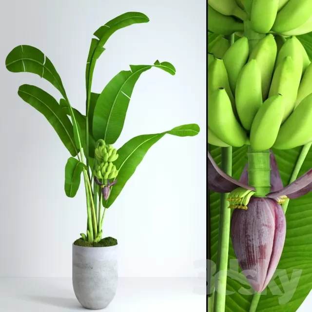 3DSKYFREE – FLOWER - PLANT 3DS MAX MODELS