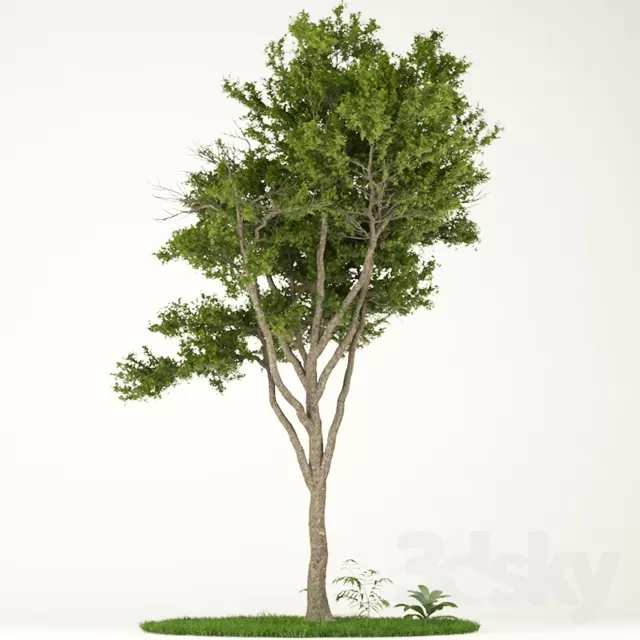 TREE 3DS MAX MODEL – 009