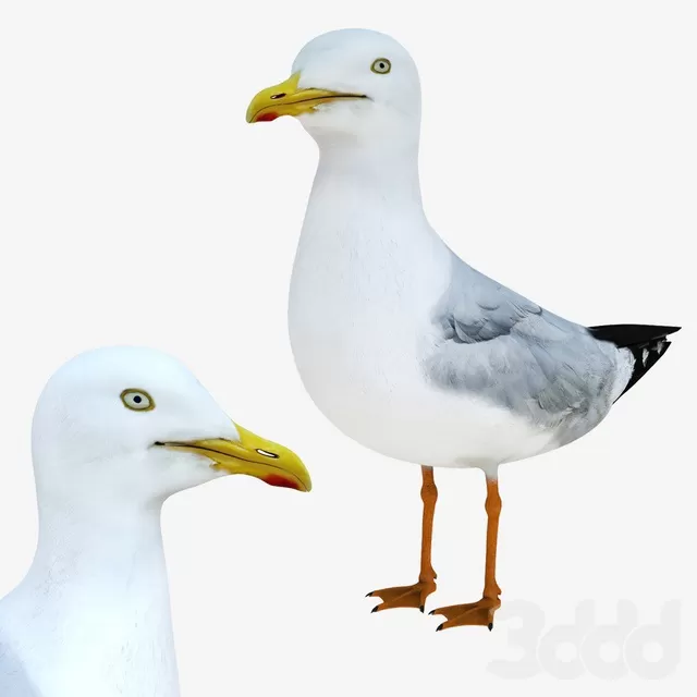 3D MODELS FREE DOWNLOAD 