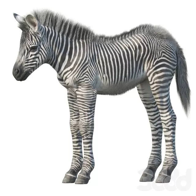 3D MODELS FREE DOWNLOAD 