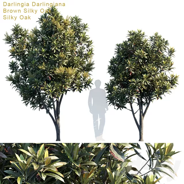 PLANTS – TREE – 3D MODELS – FREE DOWNLOAD – 17239