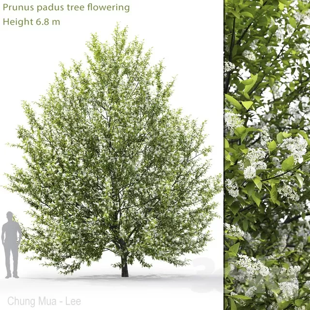 PLANTS – TREE – 3D MODELS – FREE DOWNLOAD – 17241