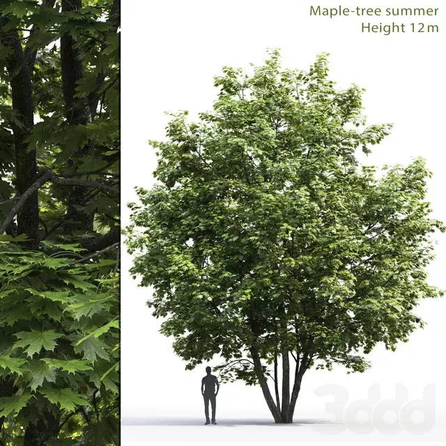 PLANTS – TREE – 3D MODELS – FREE DOWNLOAD – 17265
