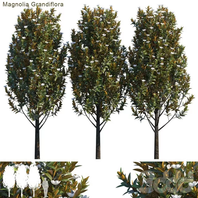 PLANTS – TREE – 3D MODELS – FREE DOWNLOAD – 17267