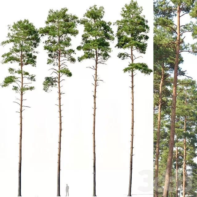 PLANTS – TREE – 3D MODELS – FREE DOWNLOAD – 17302