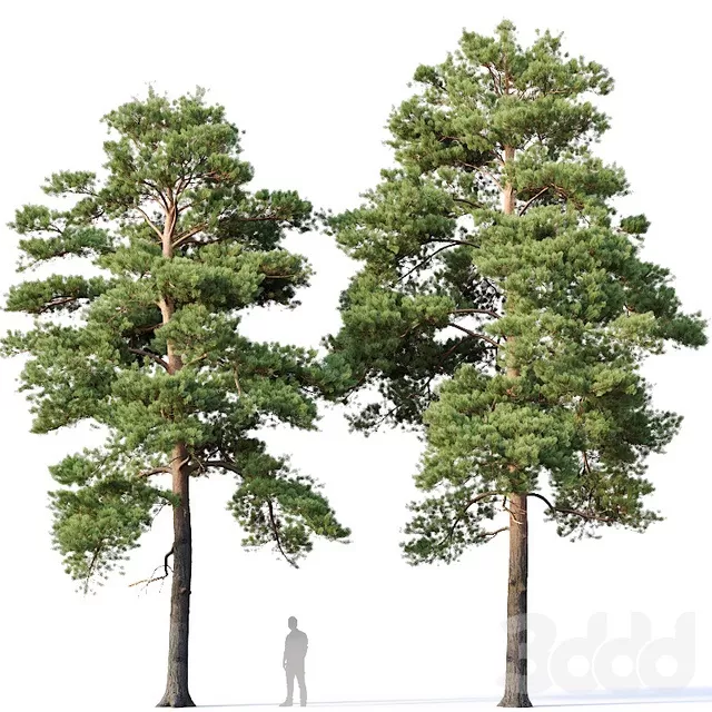 PLANTS – TREE – 3D MODELS – FREE DOWNLOAD – 17310