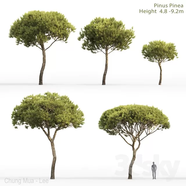 PLANTS – TREE – 3D MODELS – FREE DOWNLOAD – 17313