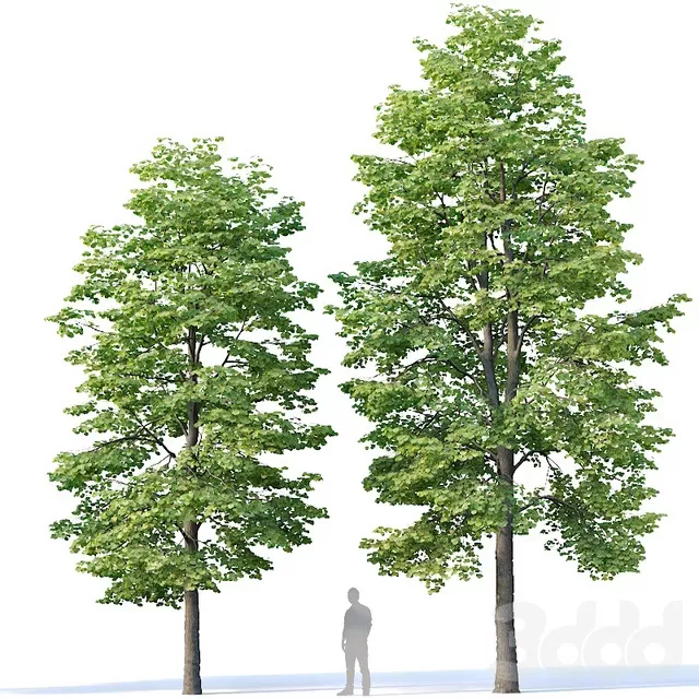 PLANTS – TREE – 3D MODELS – FREE DOWNLOAD – 17322
