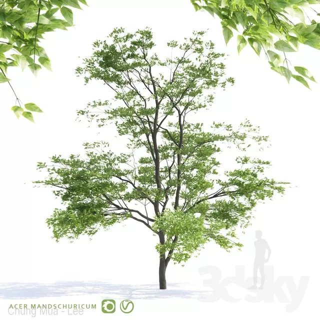 PLANTS – TREE – 3D MODELS – FREE DOWNLOAD – 17338