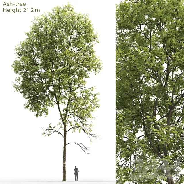 PLANTS – TREE – 3D MODELS – FREE DOWNLOAD – 17347