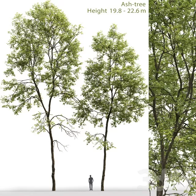 PLANTS – TREE – 3D MODELS – FREE DOWNLOAD – 17349