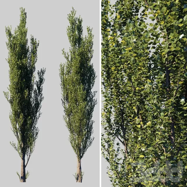 PLANTS – TREE – 3D MODELS – FREE DOWNLOAD – 17352