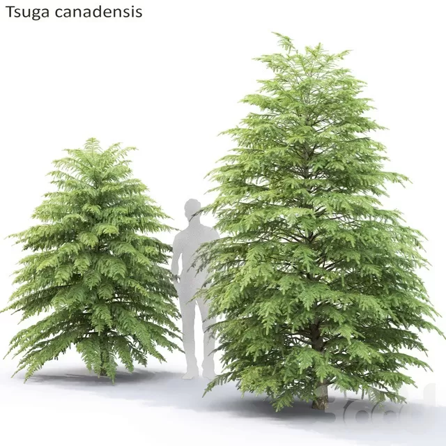 PLANTS – TREE – 3D MODELS – FREE DOWNLOAD – 17386