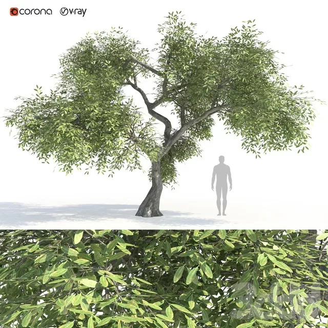 PLANTS – TREE – 3D MODELS – FREE DOWNLOAD – 17390