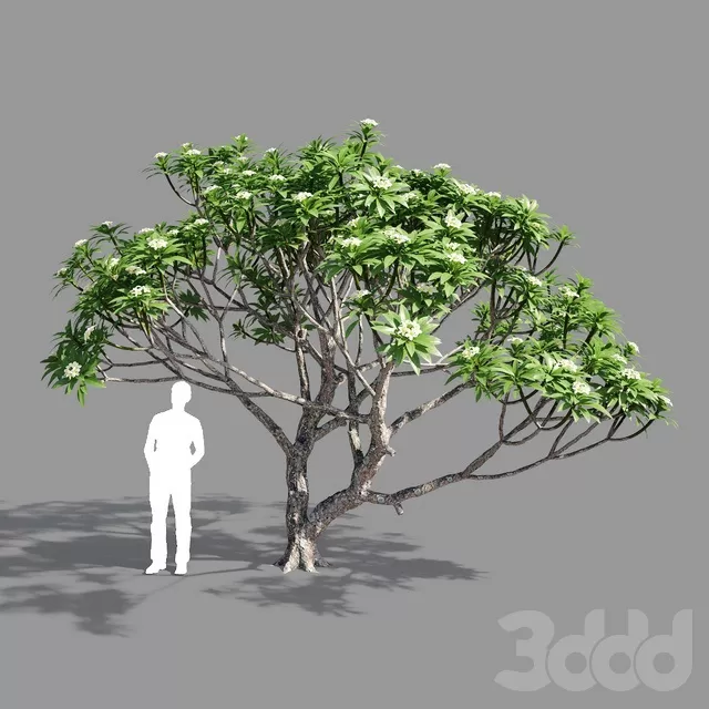 PLANTS – TREE – 3D MODELS – FREE DOWNLOAD – 17395