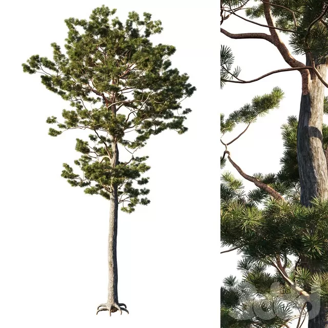 PLANTS – TREE – 3D MODELS – FREE DOWNLOAD – 17400