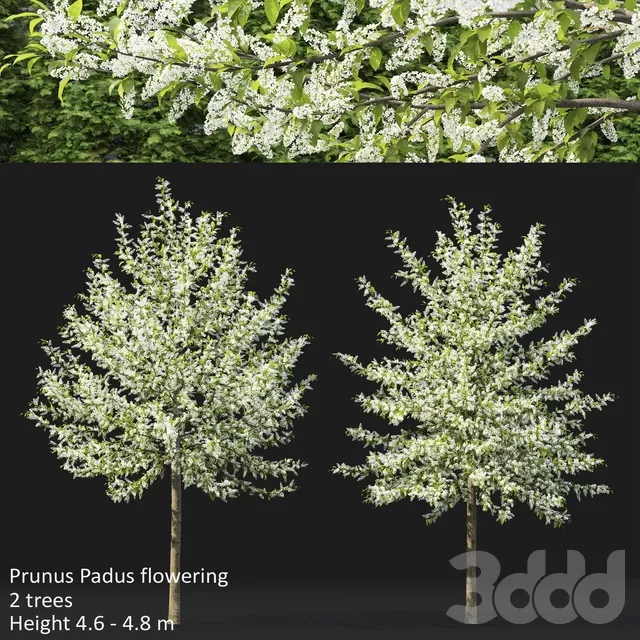 3D MODELS FREE DOWNLOAD 