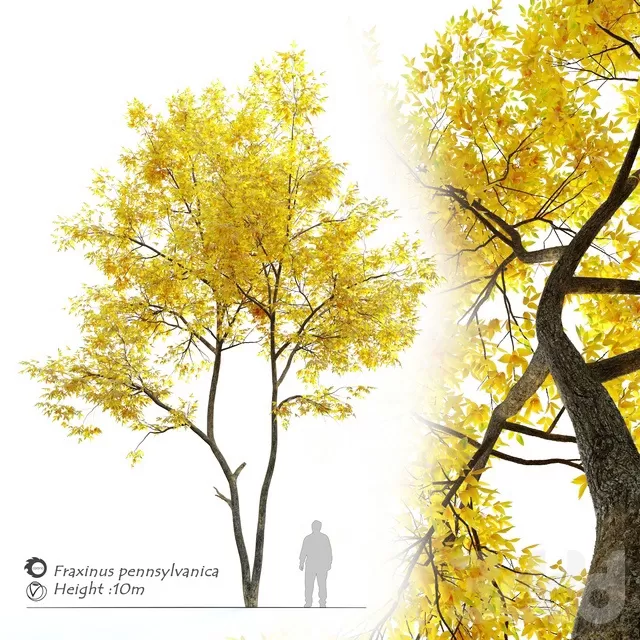 PLANTS – TREE – 3D MODELS – FREE DOWNLOAD – 17424