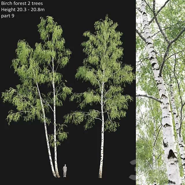 PLANTS – TREE – 3D MODELS – FREE DOWNLOAD – 17442