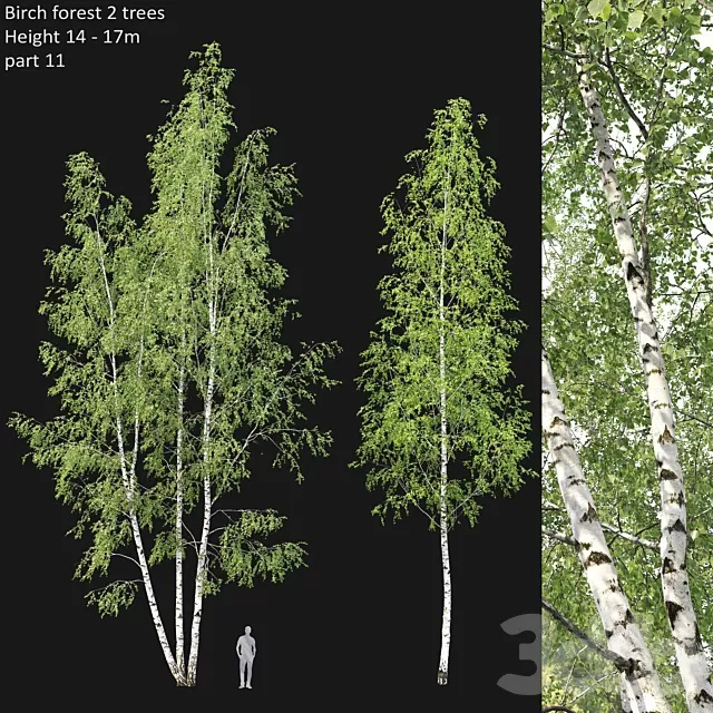 PLANTS – TREE – 3D MODELS – FREE DOWNLOAD – 17444