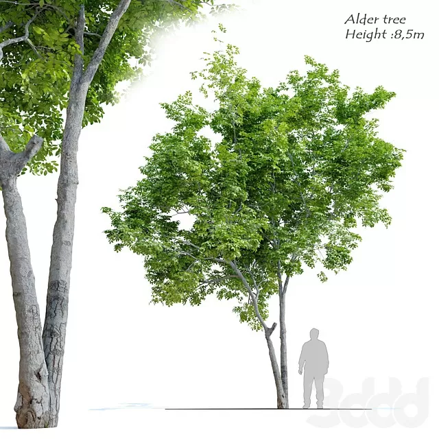 PLANTS – TREE – 3D MODELS – FREE DOWNLOAD – 17449