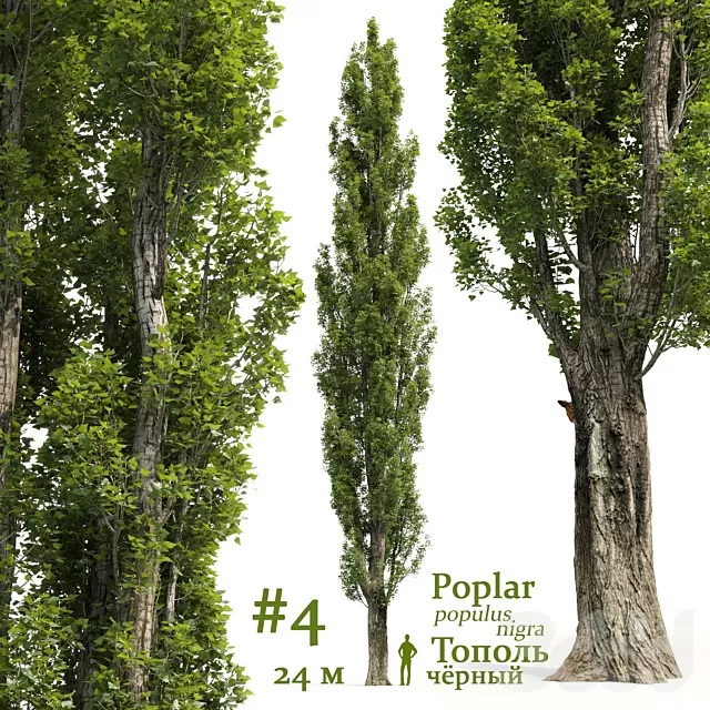 PLANTS – TREE – 3D MODELS – FREE DOWNLOAD – 17463