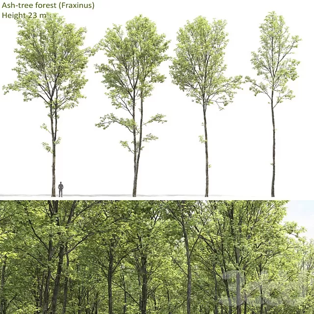 PLANTS – TREE – 3D MODELS – FREE DOWNLOAD – 17464