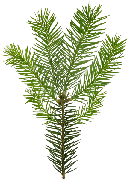 PBR TEXTURES – FULL OPTION – Branch Conifer  – 026