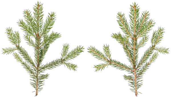 PBR TEXTURES – FULL OPTION – Branch Conifer  – 027