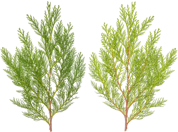 PBR TEXTURES – FULL OPTION – Branch Conifer  – 028