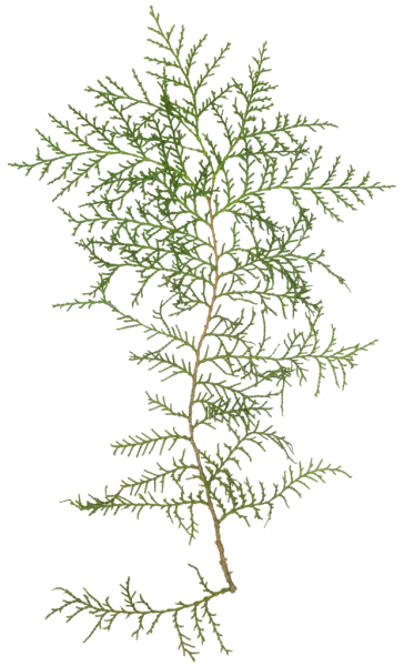 PBR TEXTURES – FULL OPTION – Branch Conifer  – 030