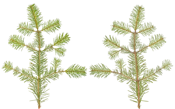 PBR TEXTURES – FULL OPTION – Branch Conifer  – 032