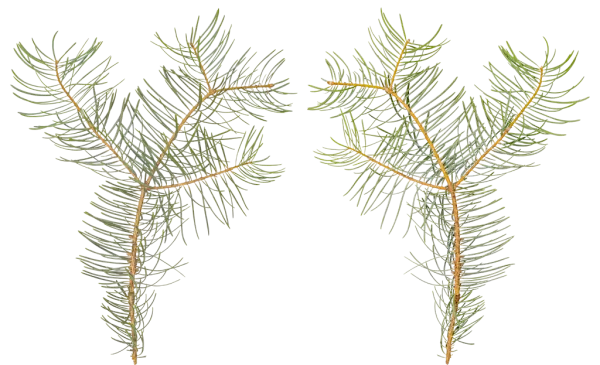 PBR TEXTURES – FULL OPTION – Branch Conifer  – 033