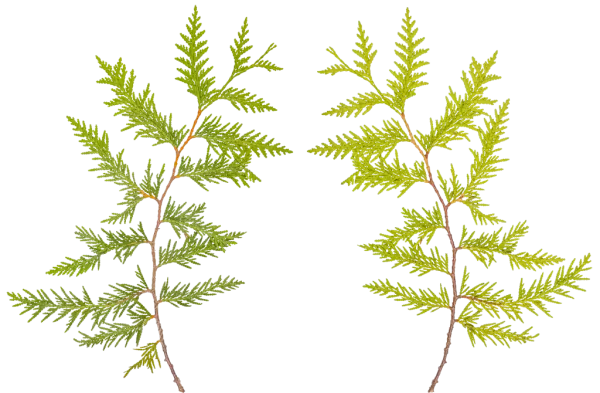 PBR TEXTURES – FULL OPTION – Branch Conifer  – 034