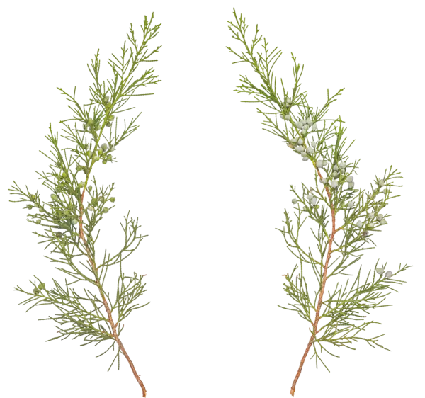 PBR TEXTURES – FULL OPTION – Branch Conifer  – 035